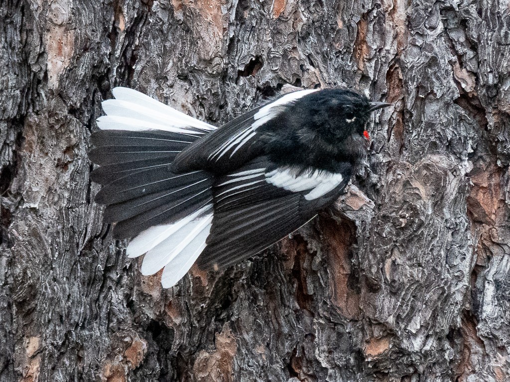 Painted Redstart - ML640302278
