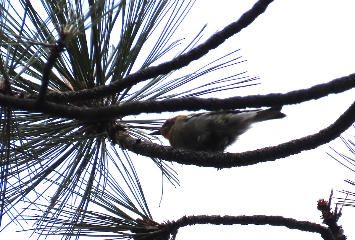 Olive Warbler - ML640302284