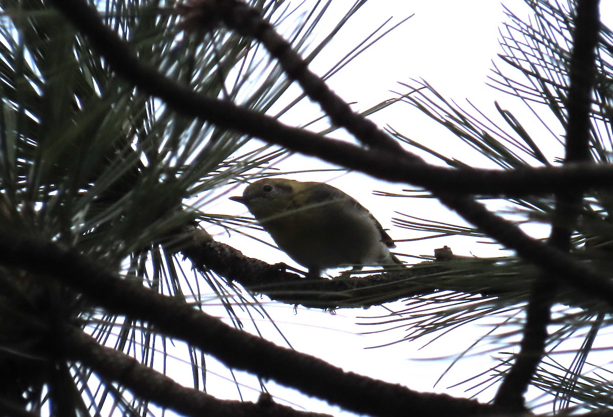 Olive Warbler - ML640302288