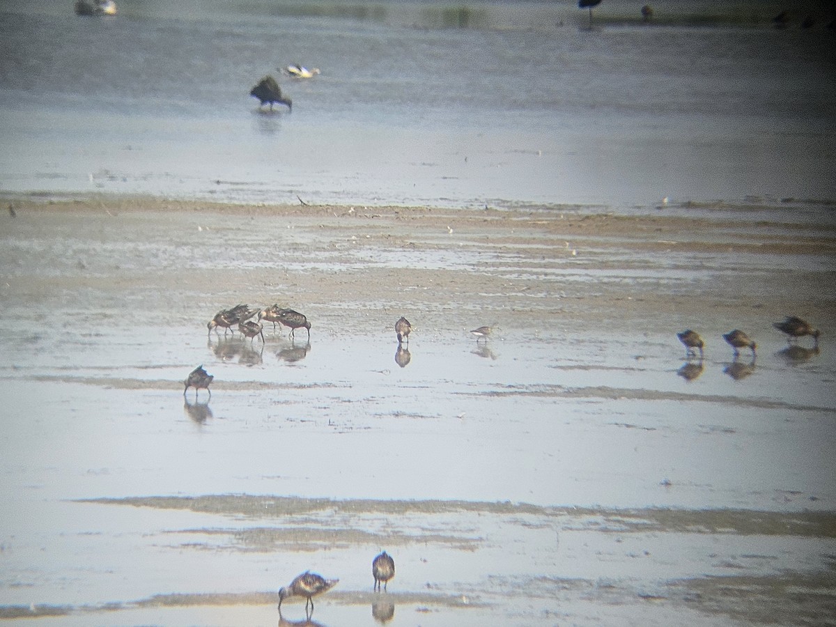 Long-billed Dowitcher - ML640302296