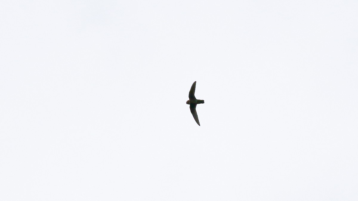 Chestnut-collared Swift - ML640302299
