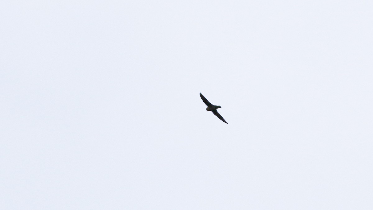 Chestnut-collared Swift - ML640302301