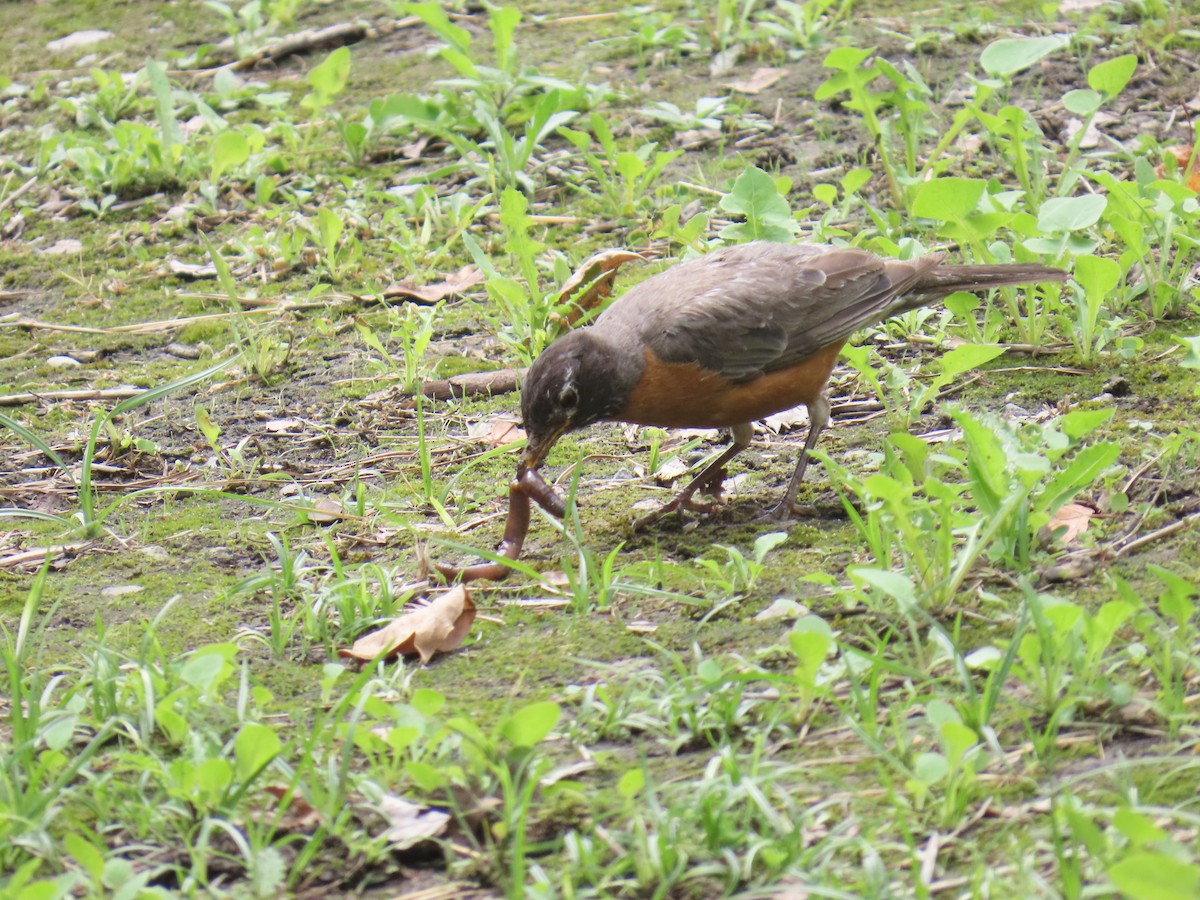 Zozo papargorria - ML640302309