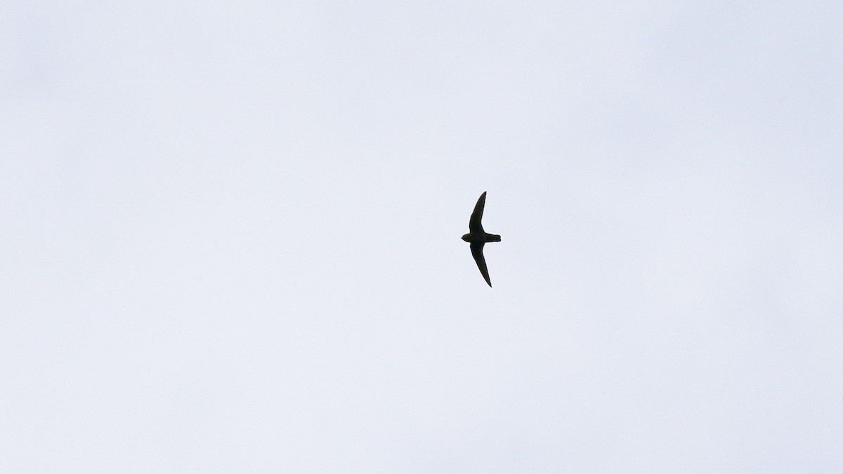 Chestnut-collared Swift - ML640302396