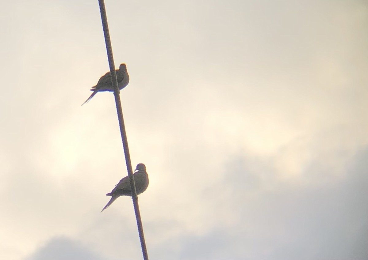 Eurasian Collared-Dove - ML640302405