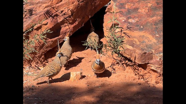 Spinifex Pigeon - ML640302447