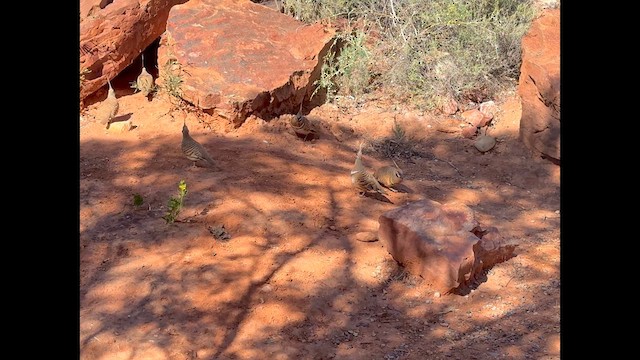Spinifex Pigeon - ML640302448