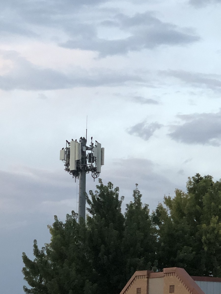 American Crow - ML640302458