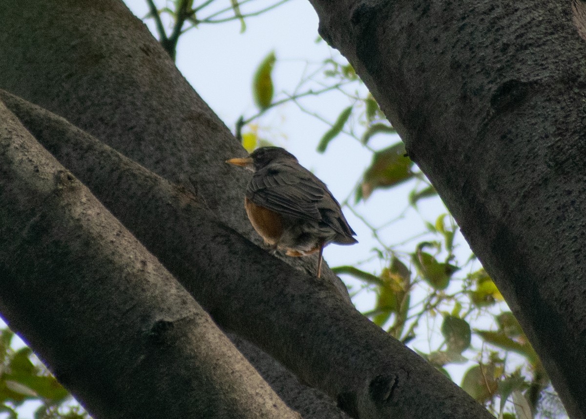 Zozo papargorria [migratorius Taldekoa] - ML640302509