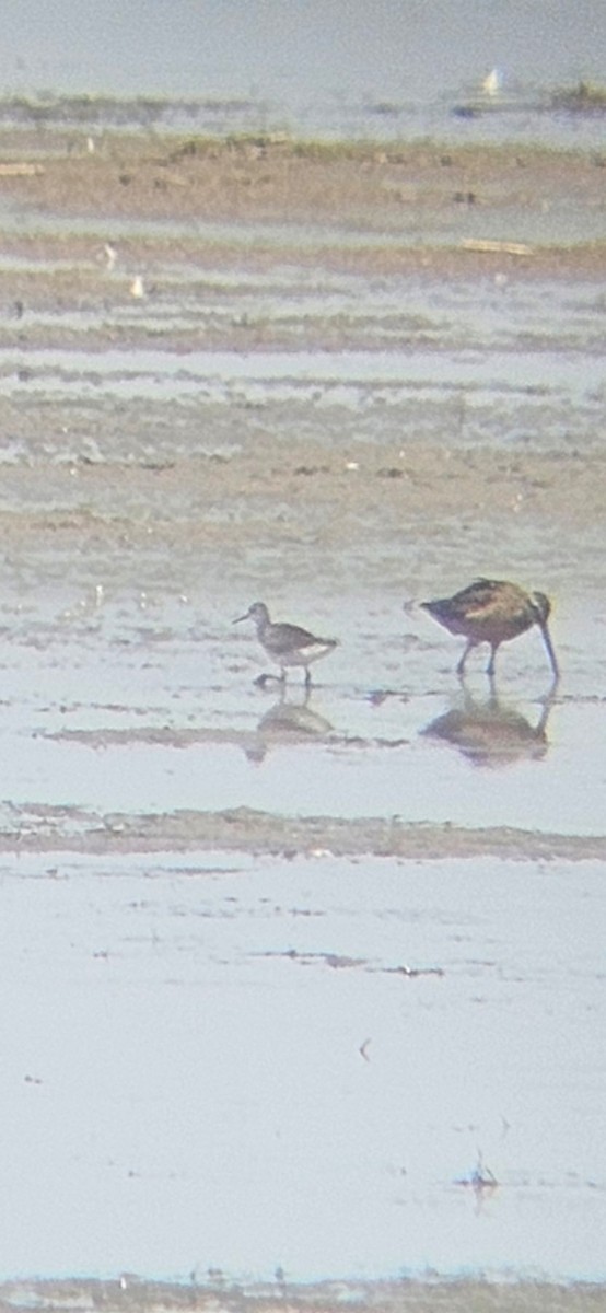 Wilson's Phalarope - ML640302523