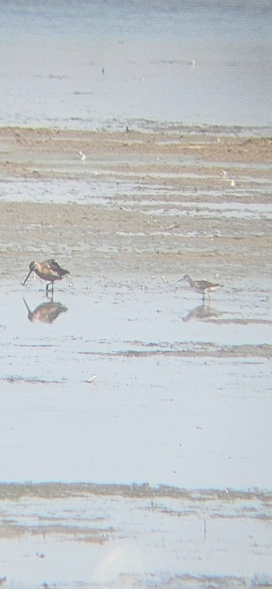 Wilson's Phalarope - ML640302524