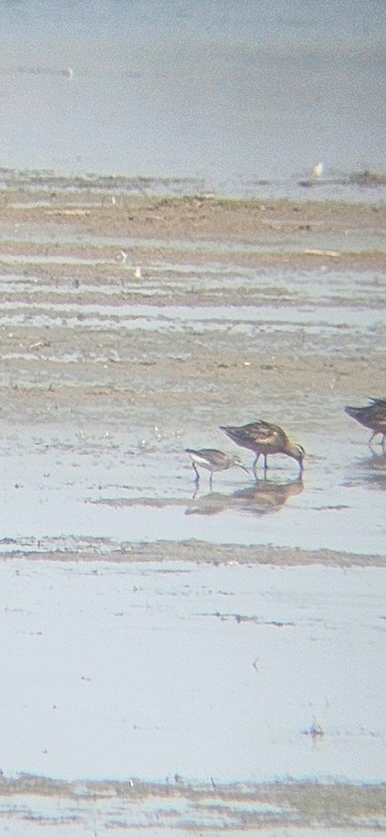 Wilson's Phalarope - ML640302525