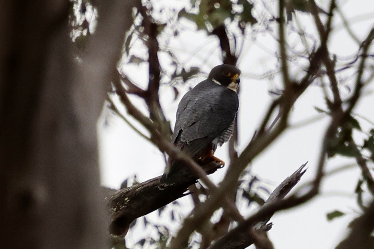 Belatz handia - ML640302530