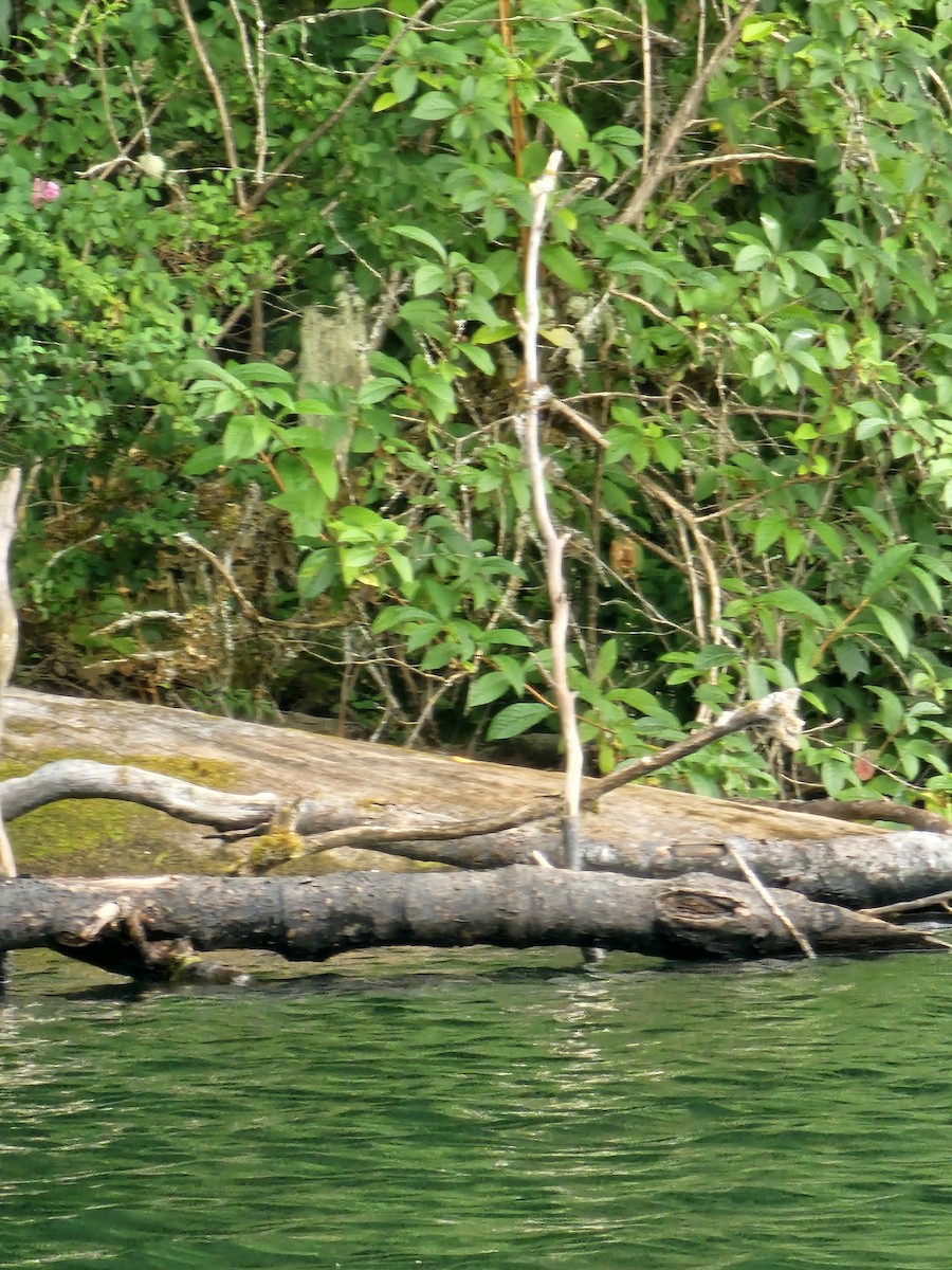 Spotted Sandpiper - ML640302532