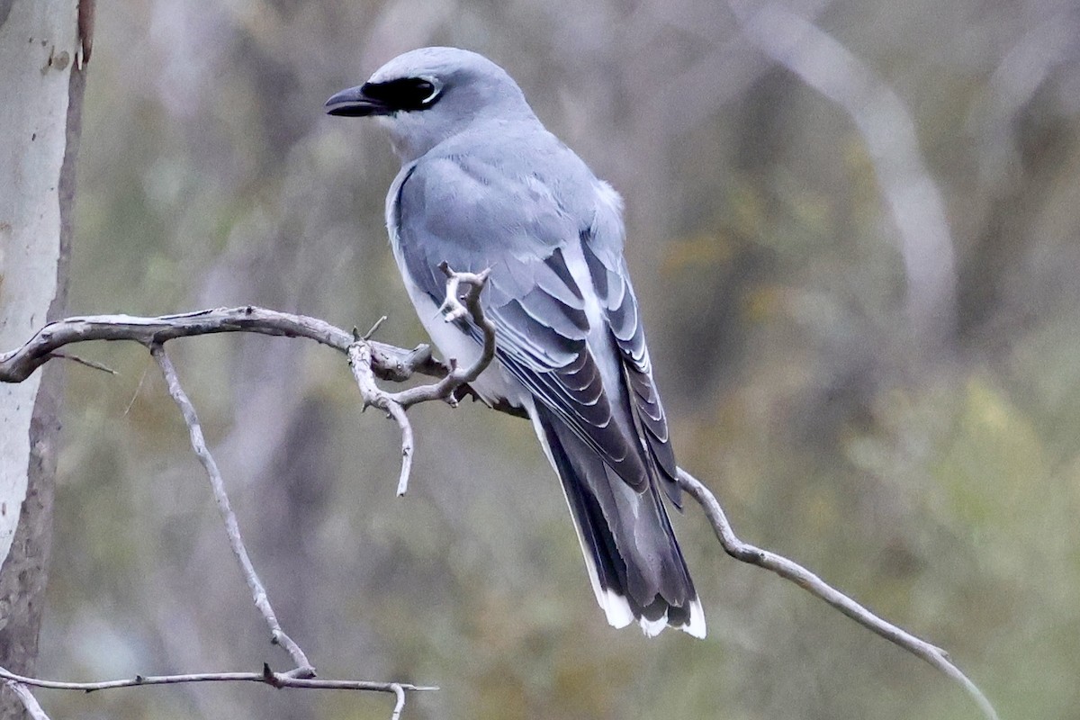 White-bellied Cuckooshrike - ML640302542
