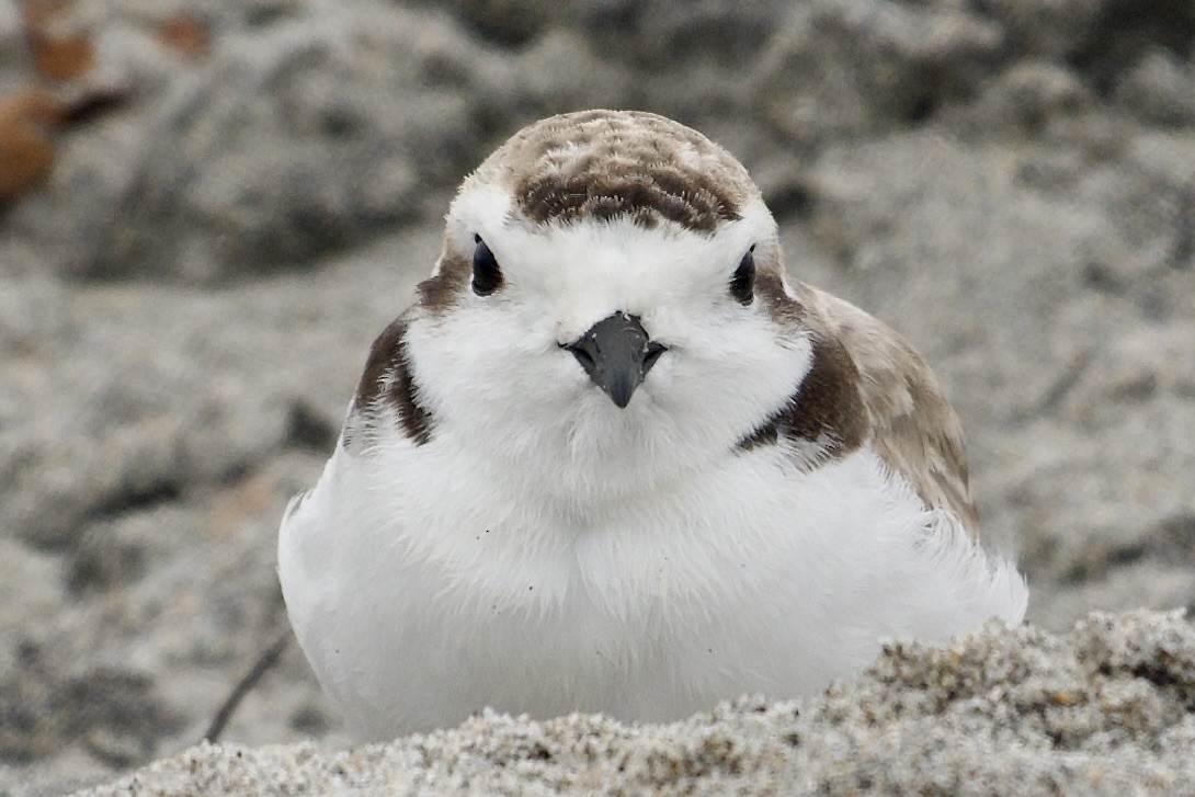 Snowy Plover - ML640302546