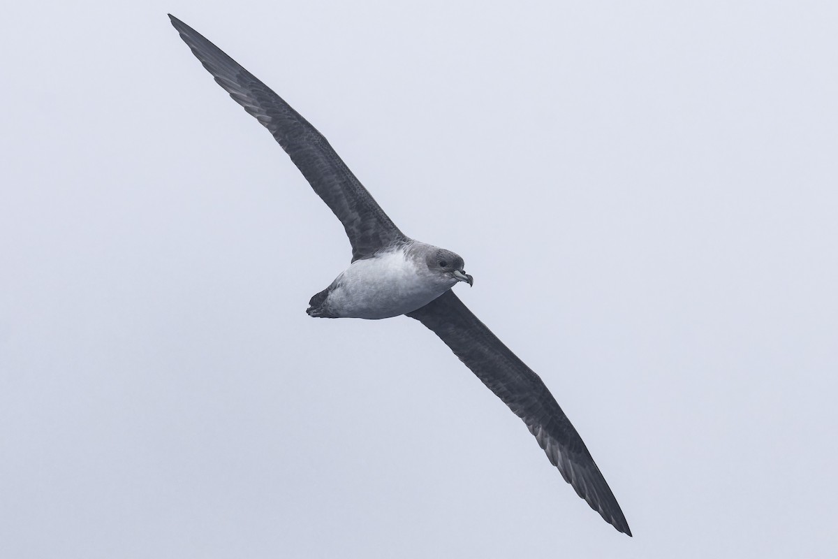 Puffin gris - ML640302552