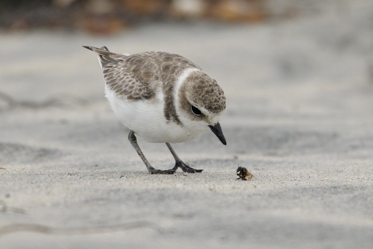 Snowy Plover - ML640302555