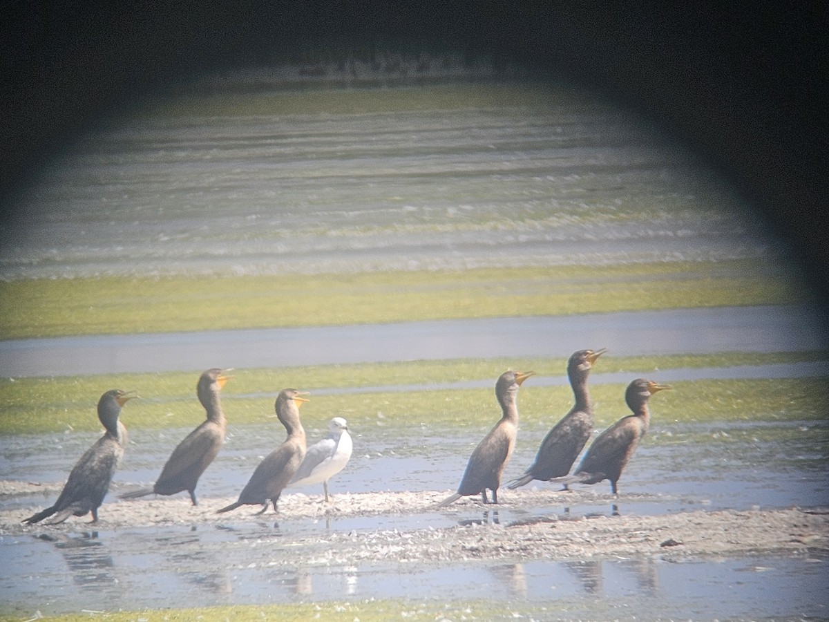 Double-crested Cormorant - ML640302557