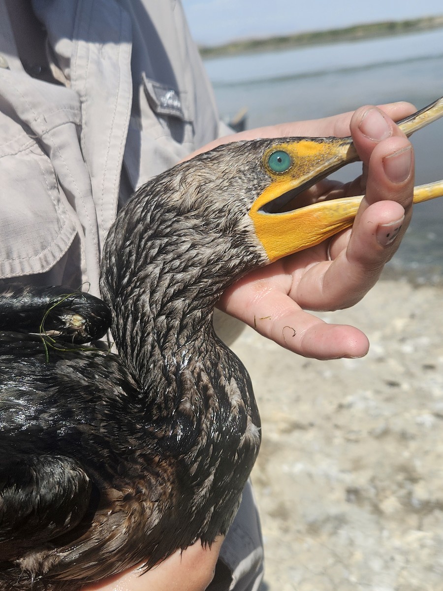 Double-crested Cormorant - ML640302558