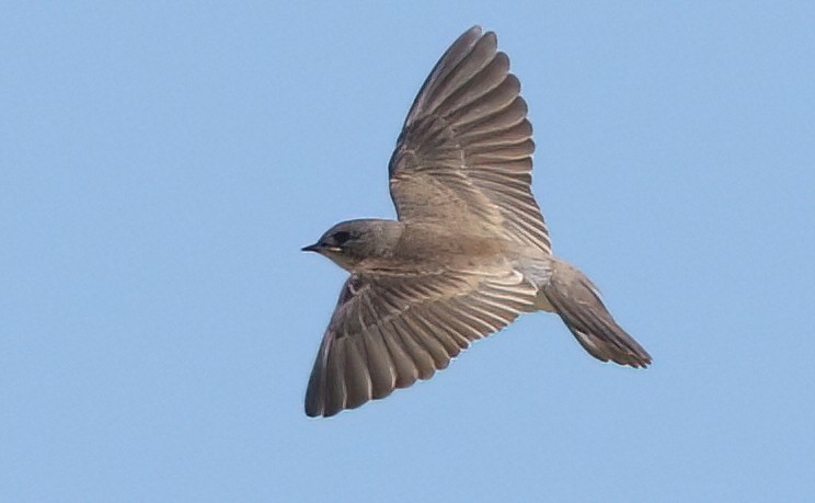 Northern Rough-winged Swallow - ML640302573