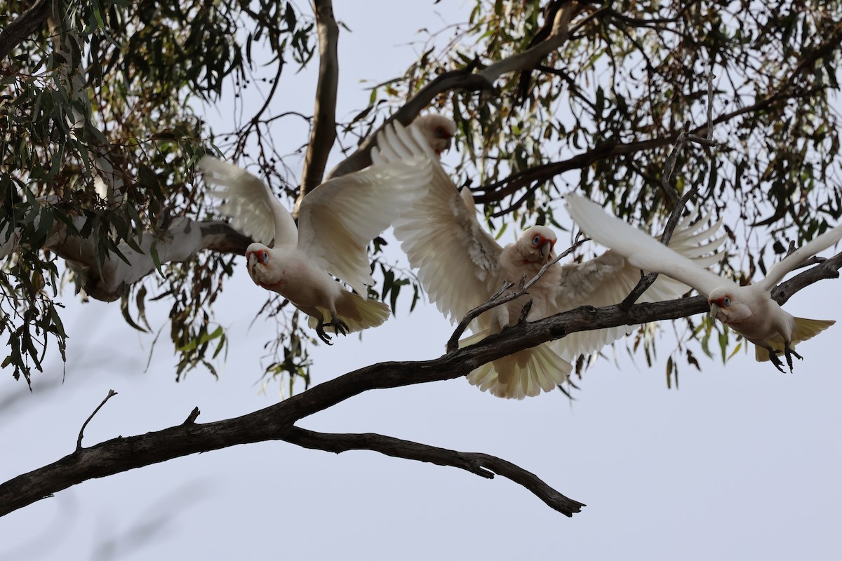 Long-billed Corella - ML640302576