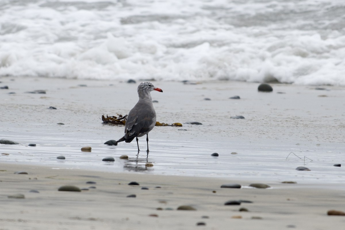 Heermann's Gull - ML640302578