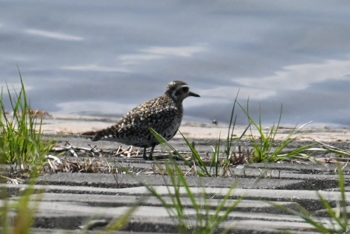 Pacific Golden-Plover - ML640302585