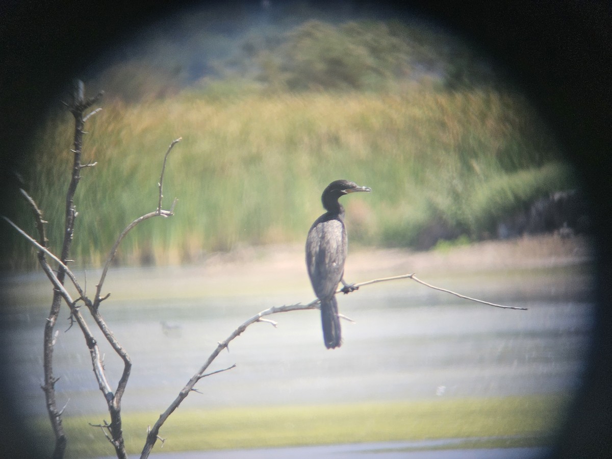 Neotropic Cormorant - ML640302586