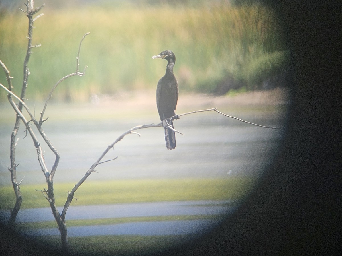 Neotropic Cormorant - ML640302587