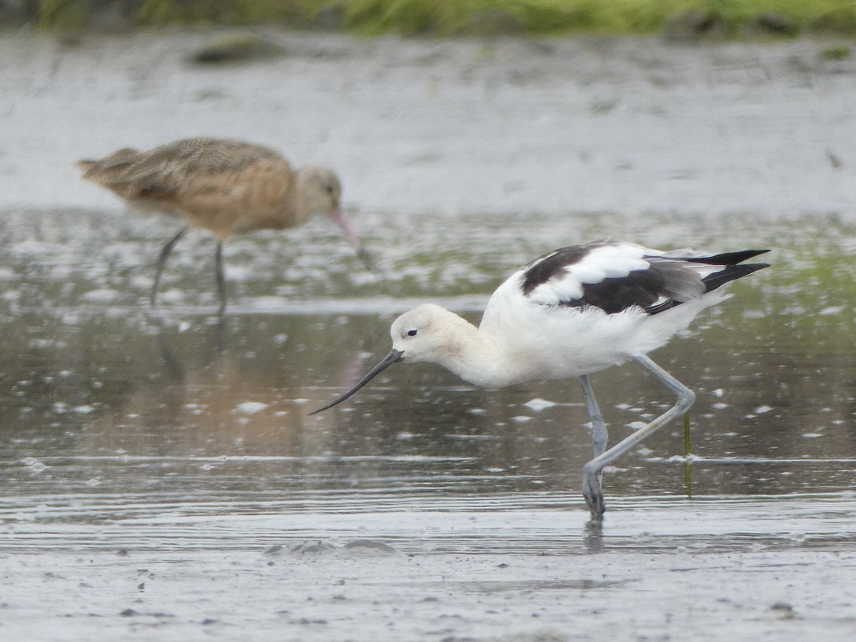 American Avocet - ML640302617