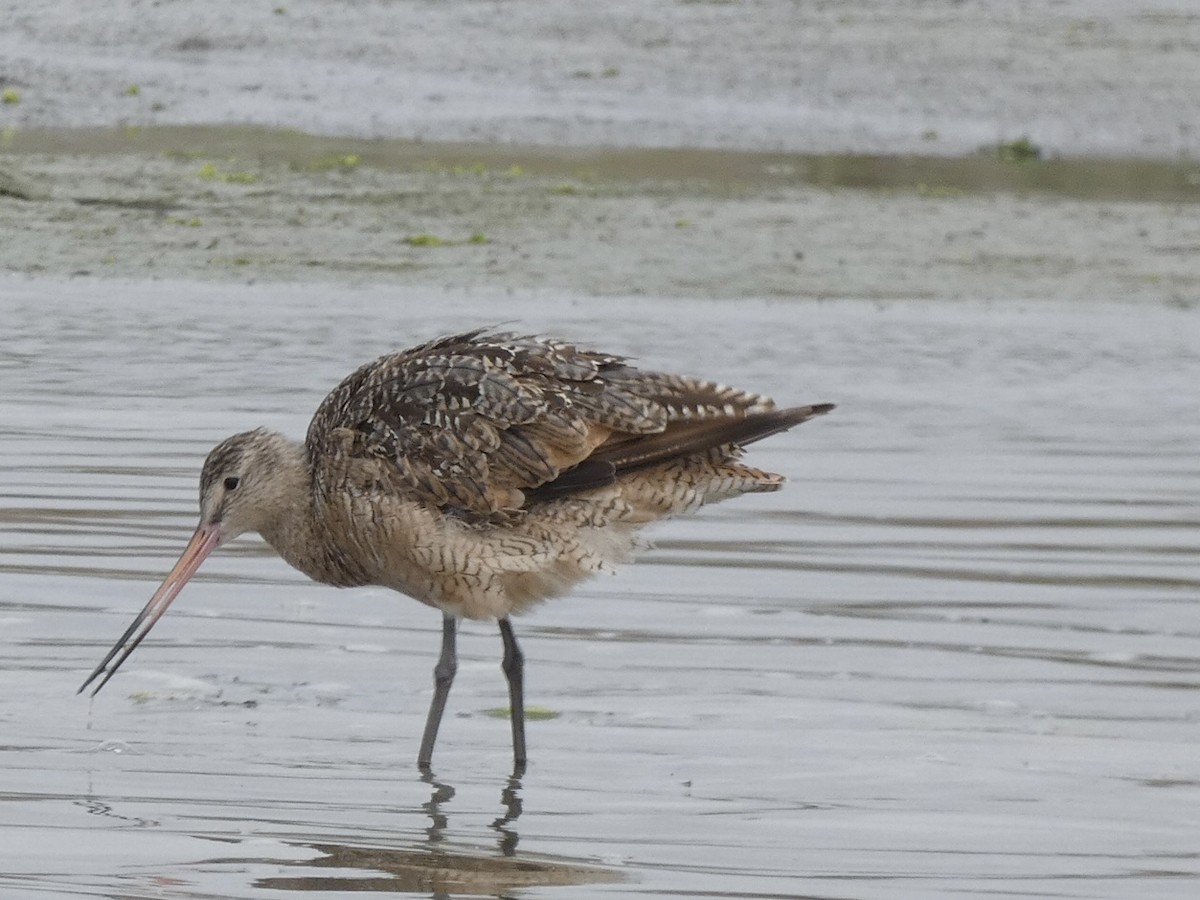 Marbled Godwit - ML640302621