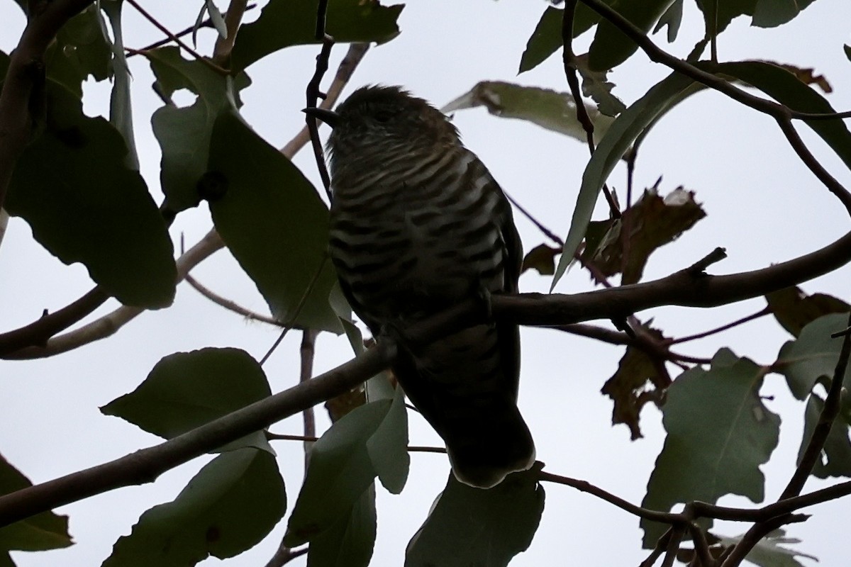 Shining Bronze-Cuckoo - ML640302638
