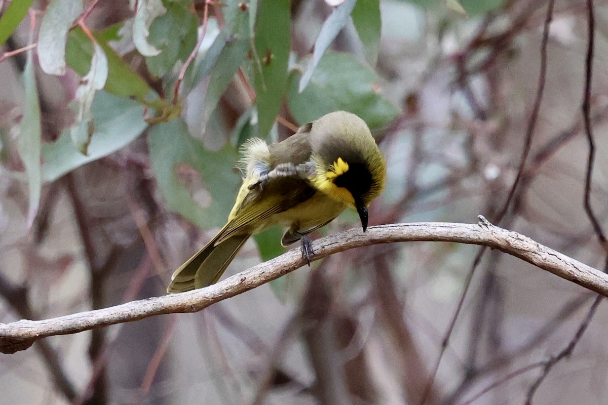 Yellow-tufted Honeyeater - ML640302651