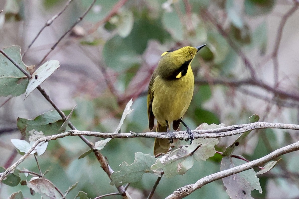 Yellow-tufted Honeyeater - ML640302652