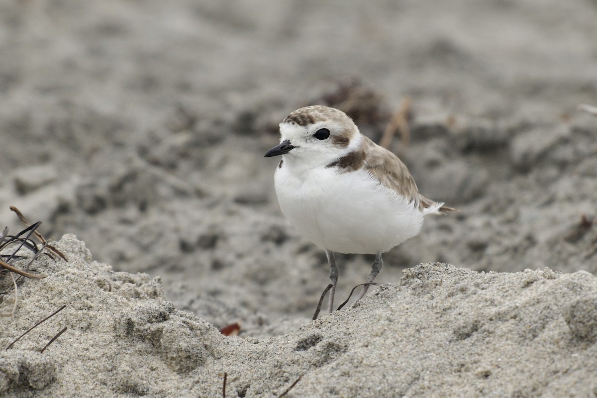 Snowy Plover - ML640302666