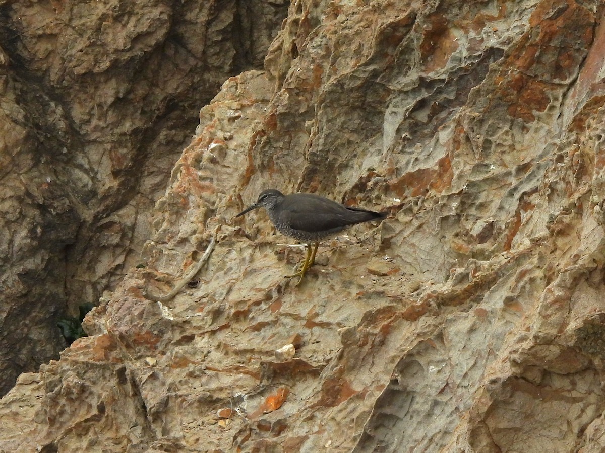 Wandering Tattler - ML640302670