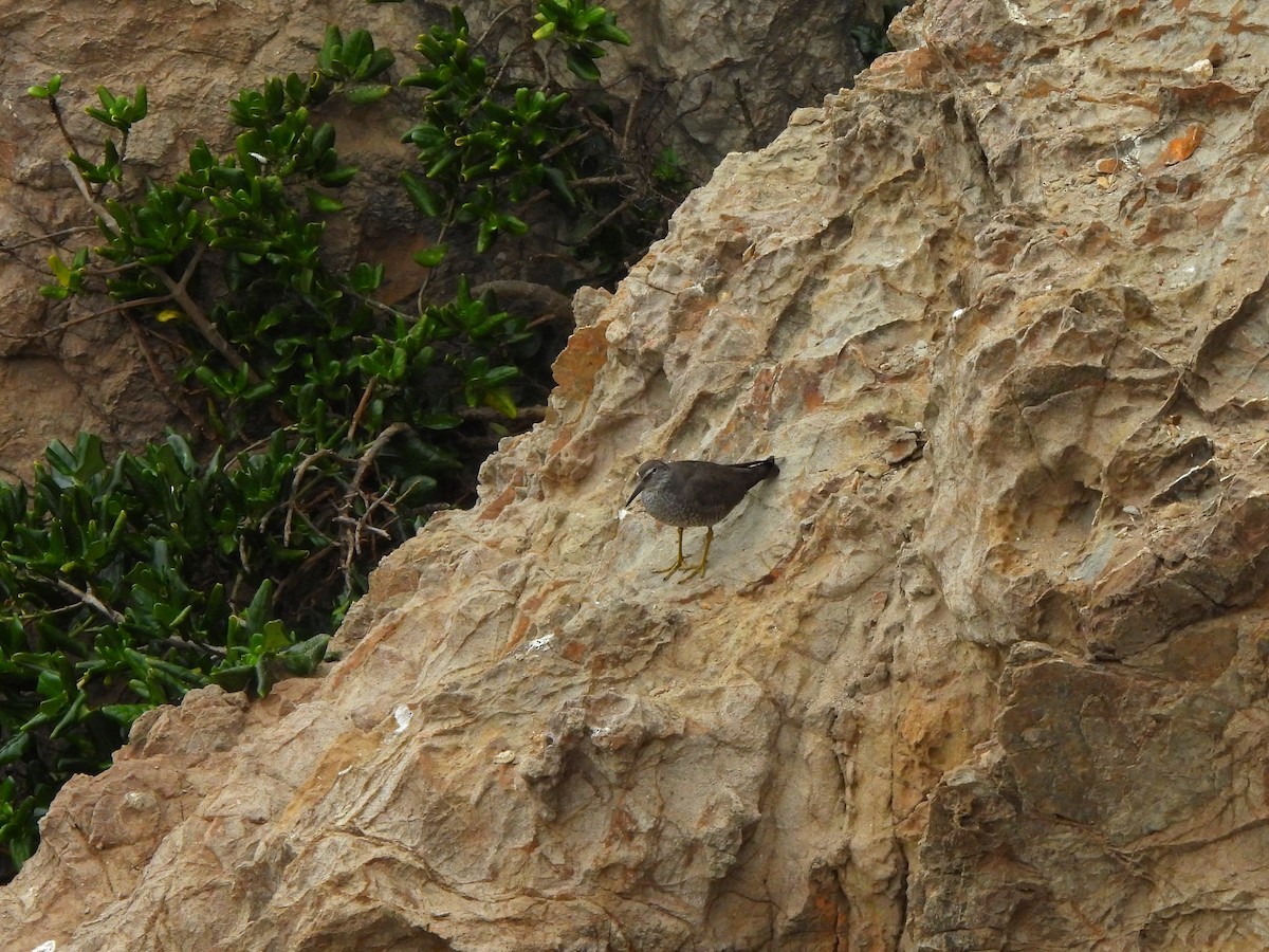 Wandering Tattler - ML640302671