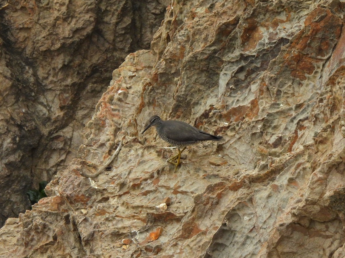 Wandering Tattler - ML640302672