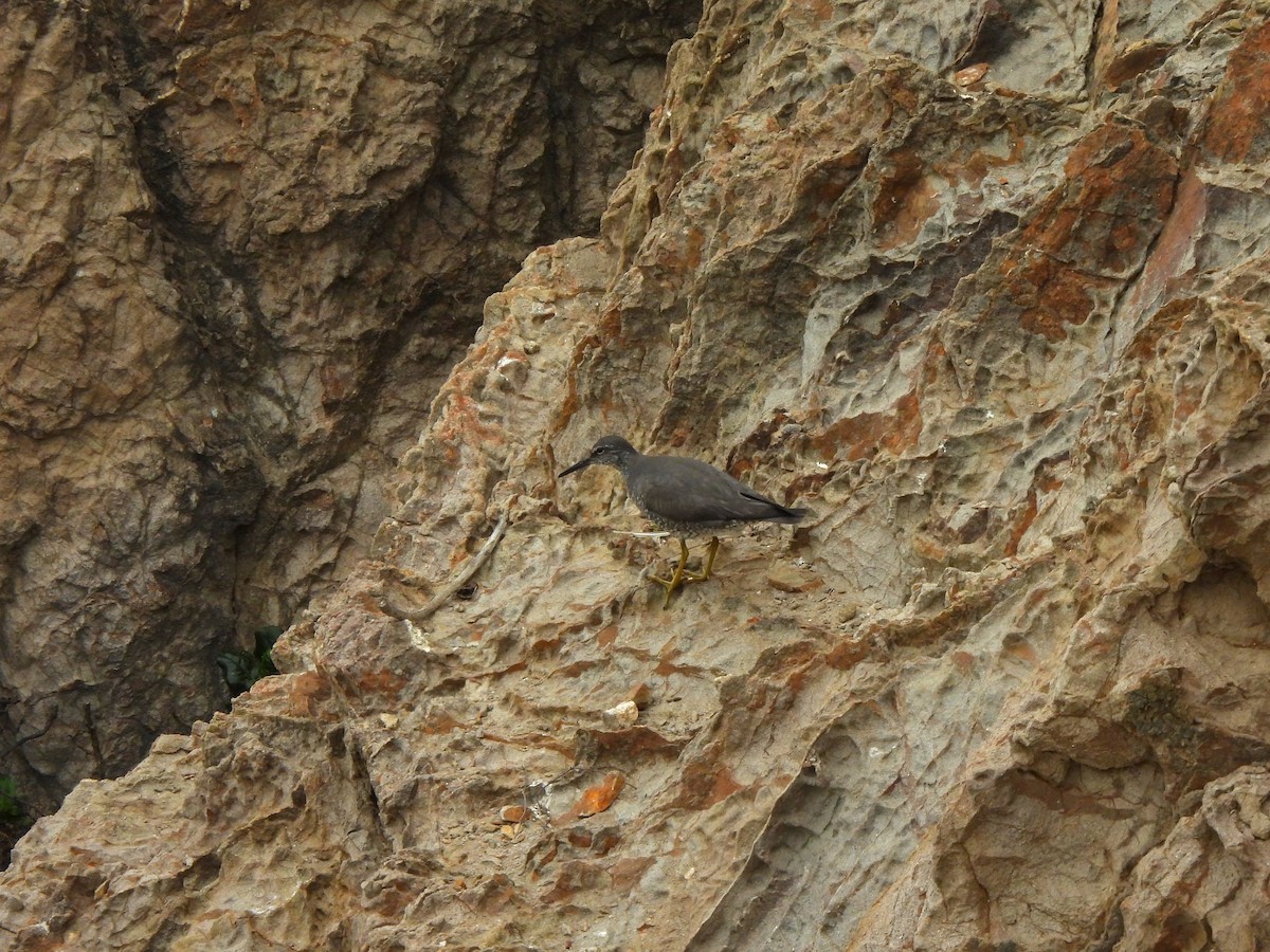 Wandering Tattler - ML640302673
