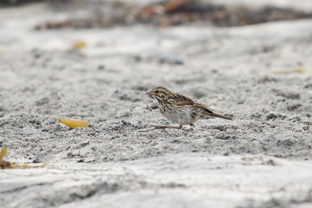 Savannah Sparrow - ML640302680