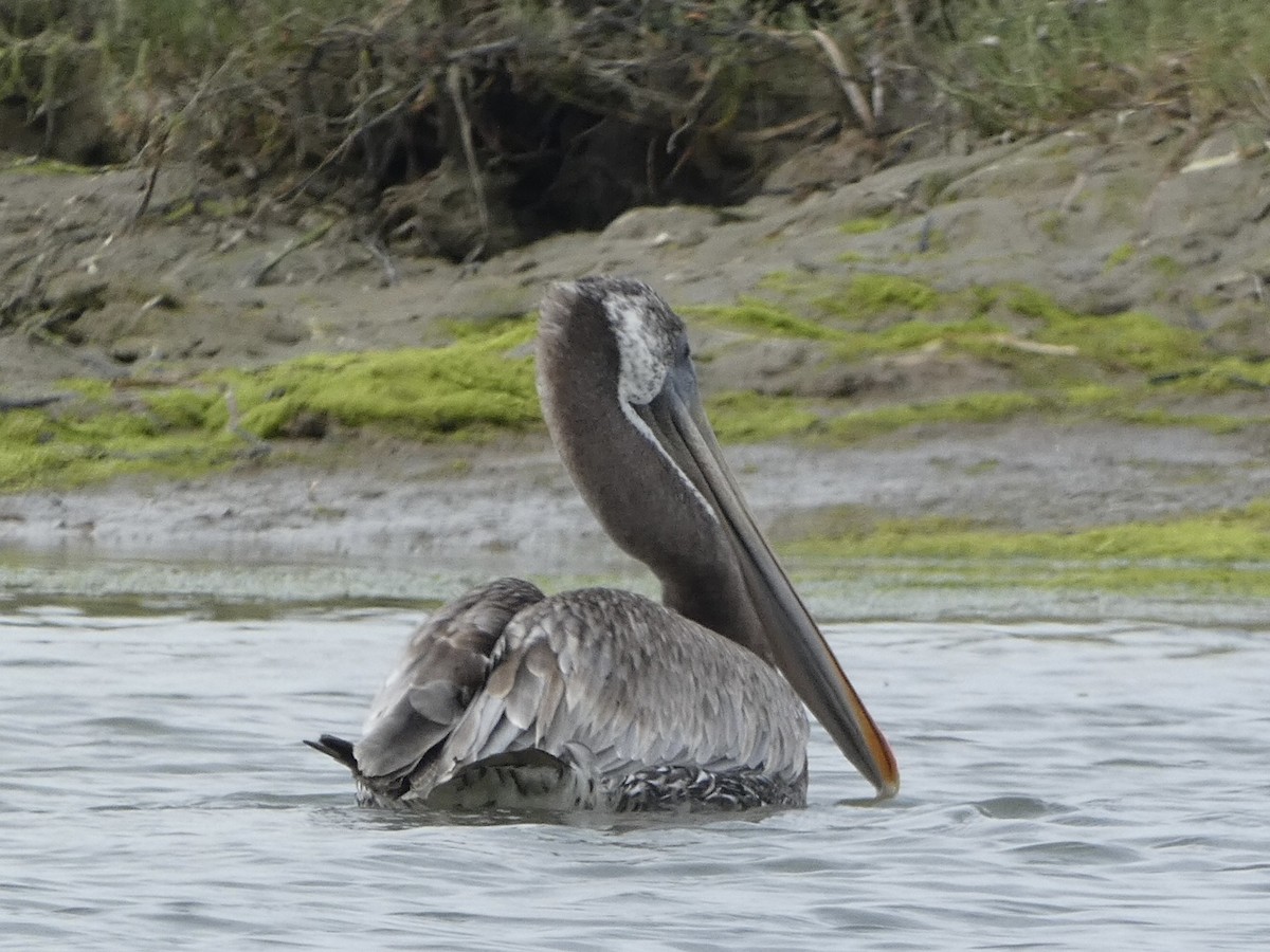 Brown Pelican - ML640302681