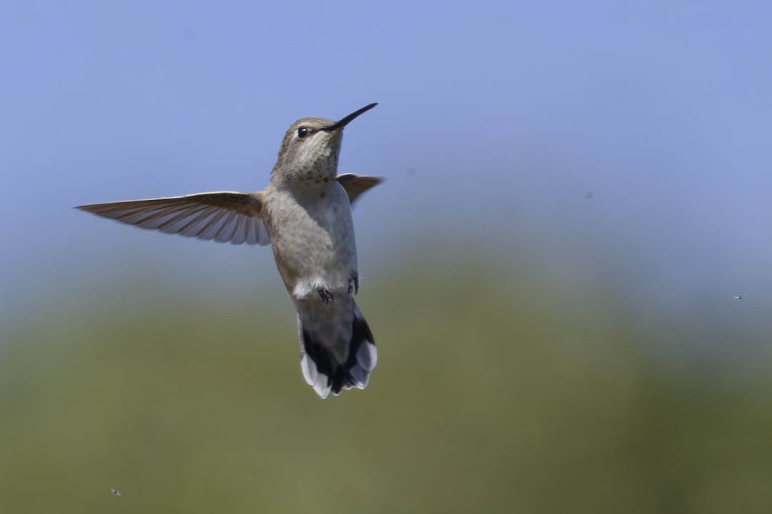 Anna's Hummingbird - ML640302682