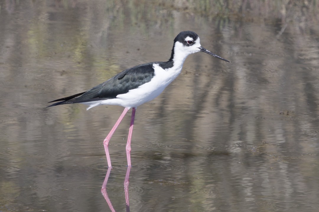 Black-necked Stilt - ML640302683