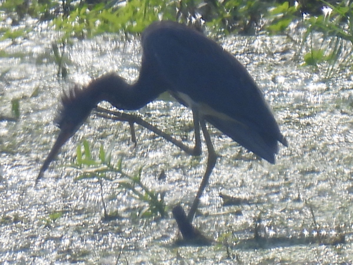 Tricolored Heron - ML640302684