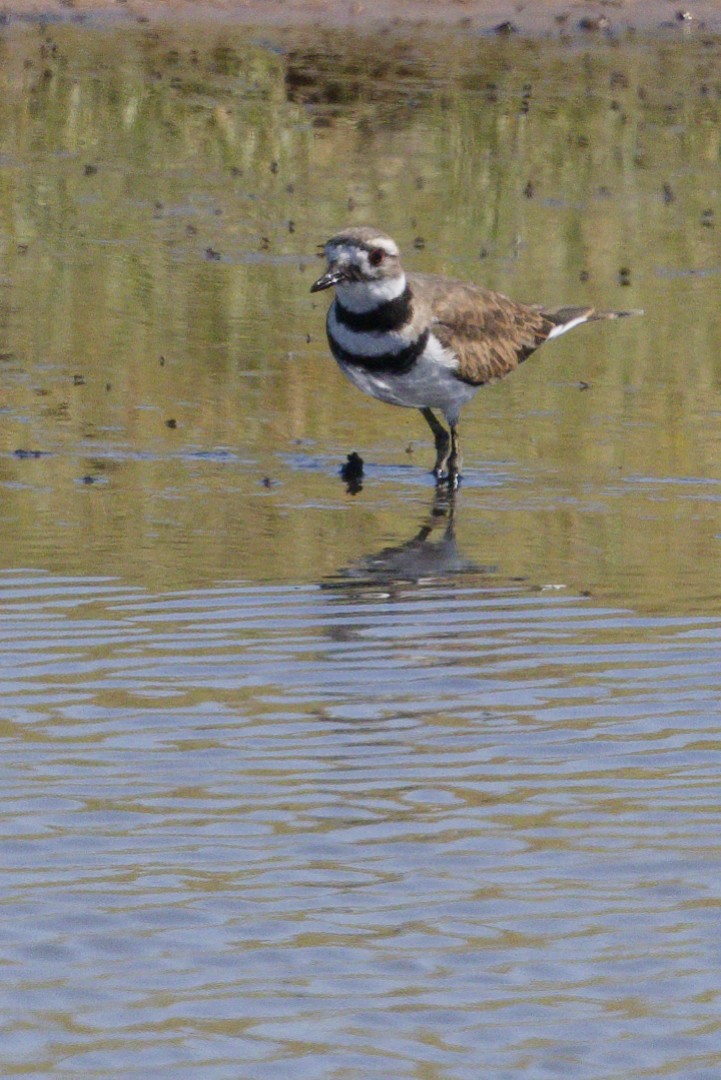 Killdeer - ML640302685