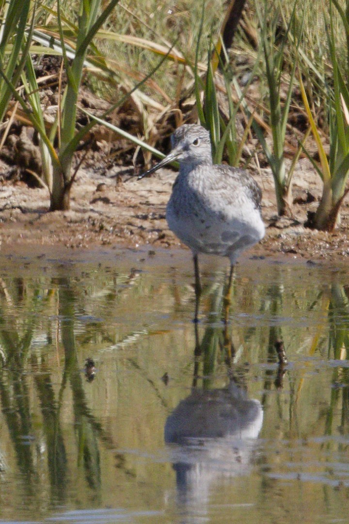 Willet - ML640302686