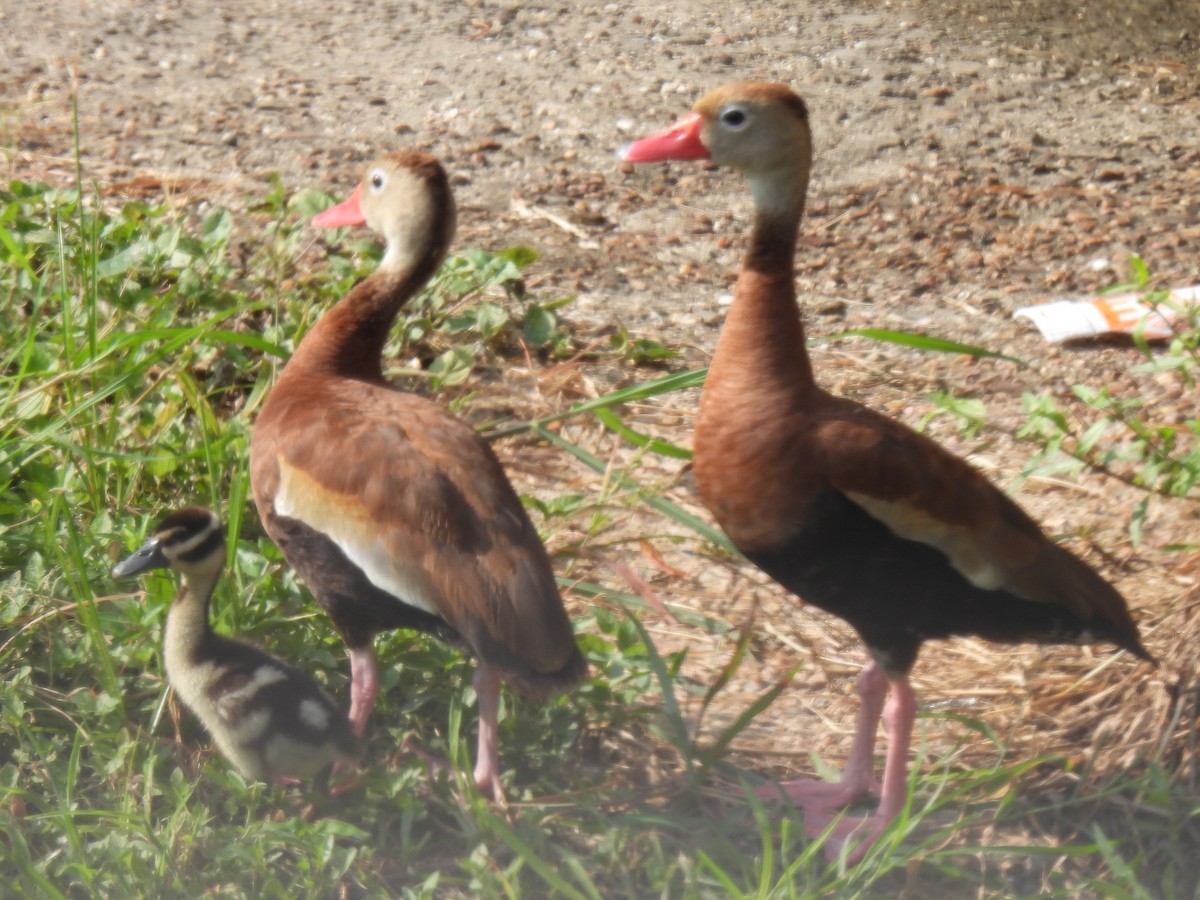 Black-bellied Whistling-Duck - ML640302687