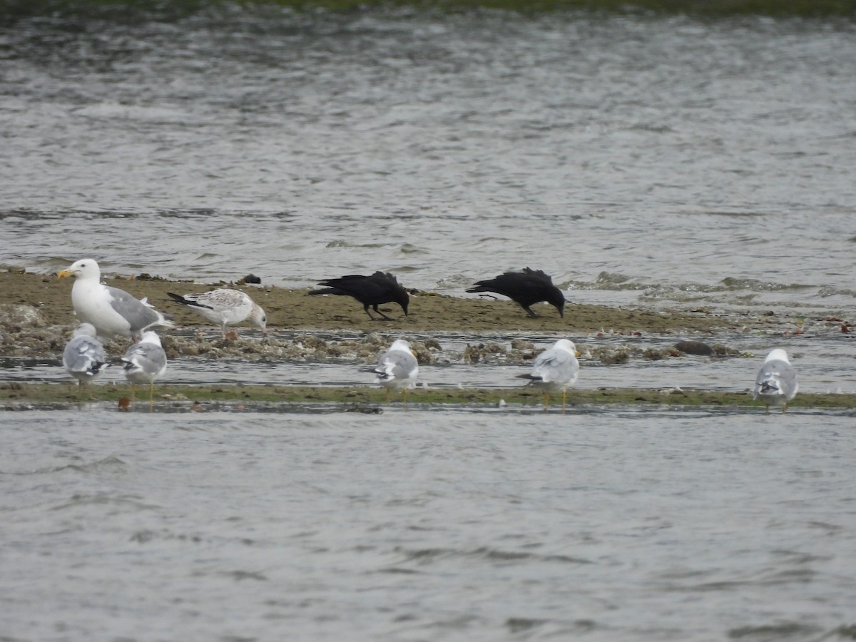 Western x Glaucous-winged Gull (hybrid) - ML640302689