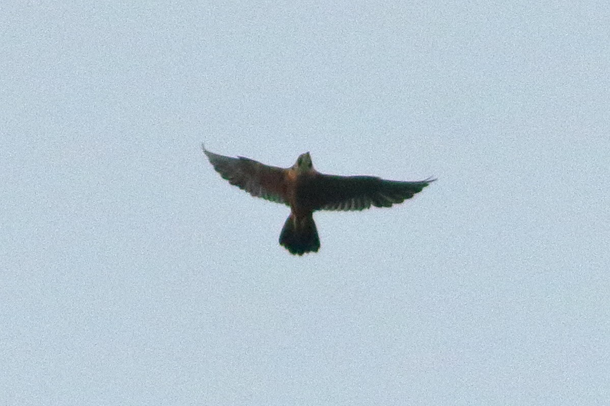 Peregrine Falcon (Shaheen) - ML640302692